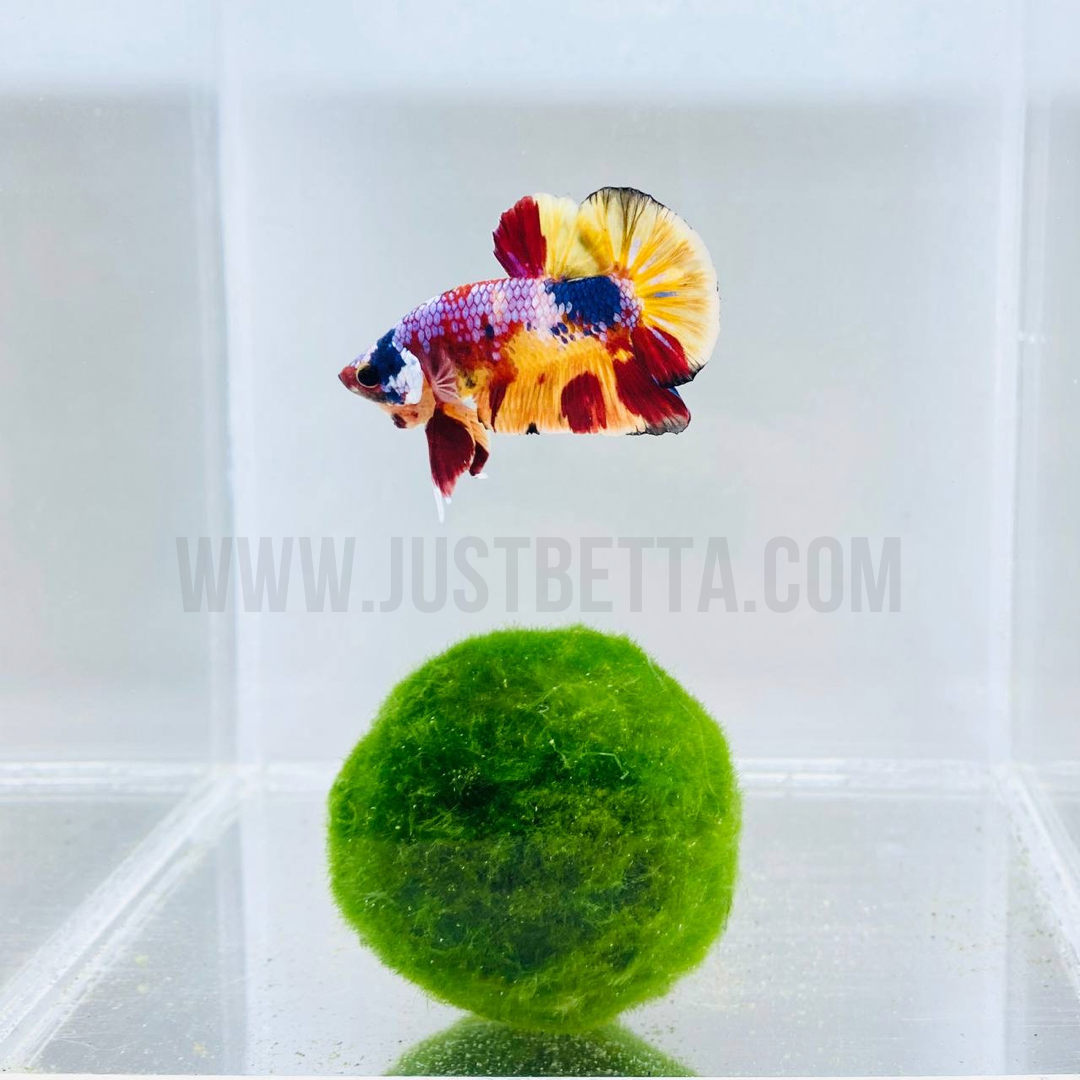 Moss Ball (2-3cm) – Just Betta
