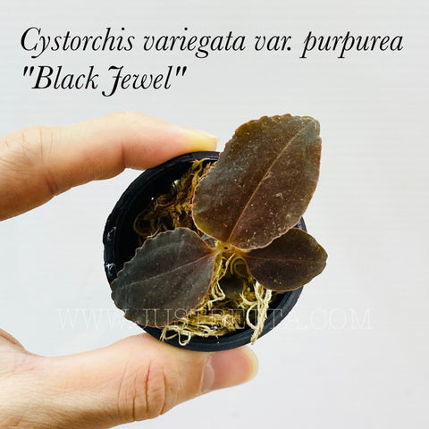Cystorchis purpurea “Black Jewel”