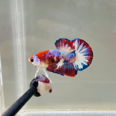 Captain America | Snowflake Red Fancy (Male)
