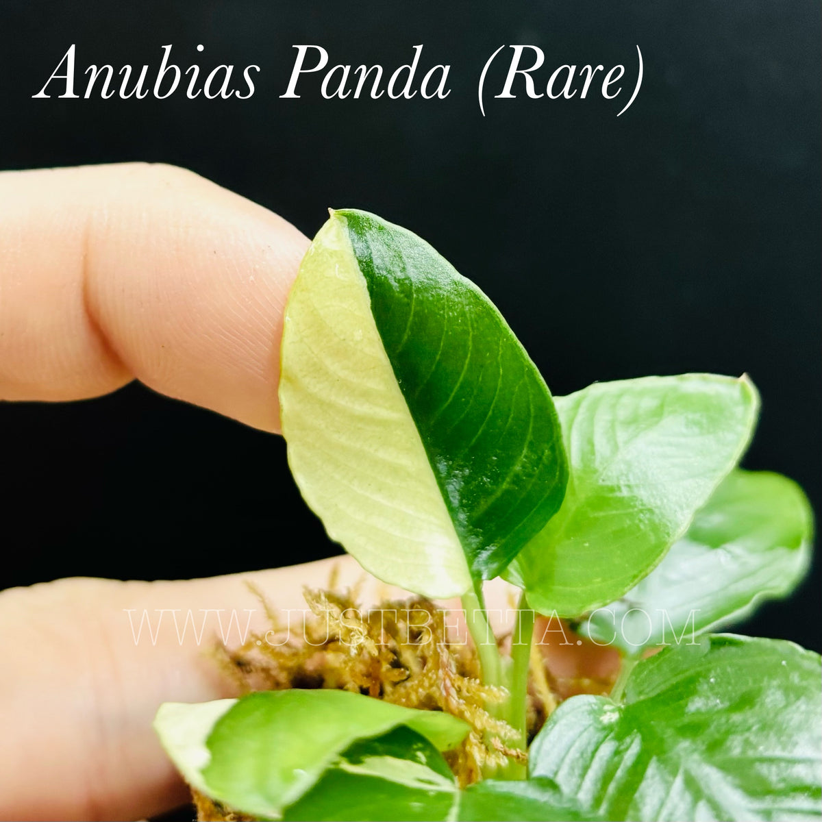 Anubias Panda (Rare) Emerse – Just Betta