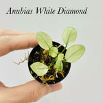 Anubias White Diamond (Rare) Emerse