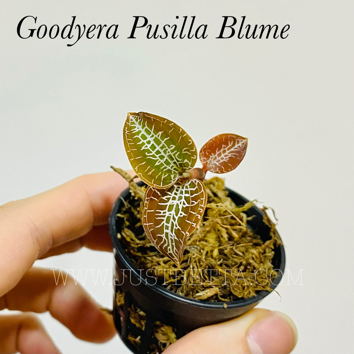 Goodyera pusilla blume – Just Betta