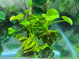 Banana Lily