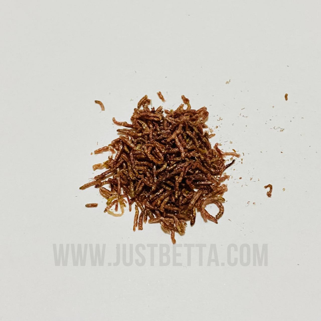 Freeze dried bloodworms for betta clearance