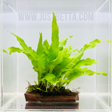 Java Fern on Wood