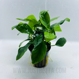 Anubias Nana Barteri in Pot