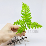 Adiantum Fern