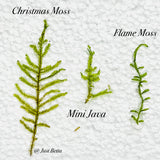 Flame Moss - Aquatic Moss