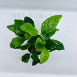 Anubias Nana Barteri in Pot