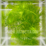 Hornwort (Ceratophyllum demersum)