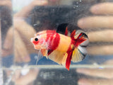McDonald DTPK (Male)
