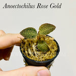 Anoectochilus rose gold