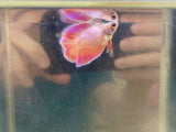 Pink Doubletail (Female)