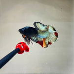Separation | Copper Candy (Male)