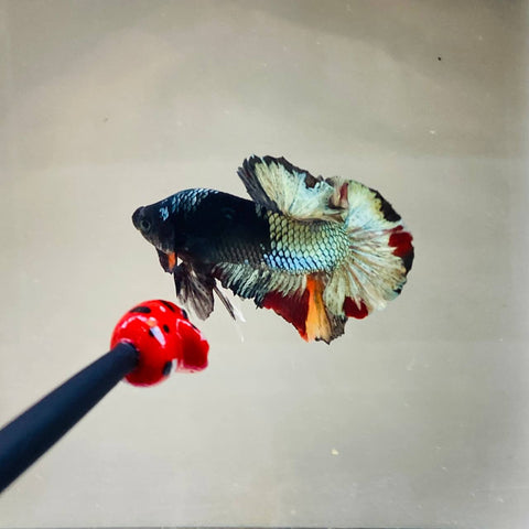 Separation | Copper Candy (Male)