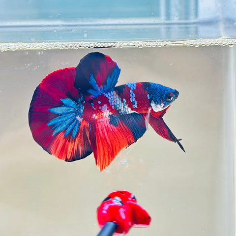 Blue Mask Candy Koi (Male)