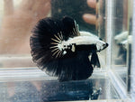 Black Samurai Halfmoon (Male)