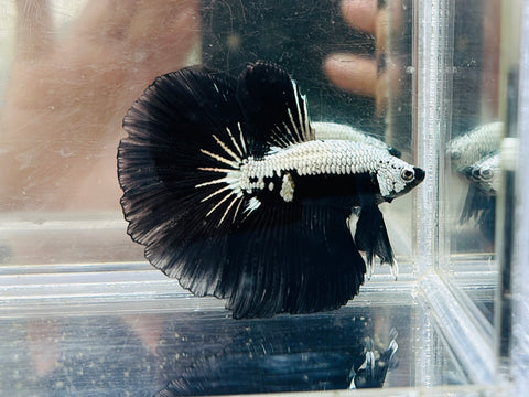 Black Samurai Halfmoon (Male)