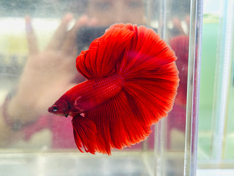 Red Halfmoon (Male)