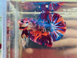 Metallic Candy Giant (Male)