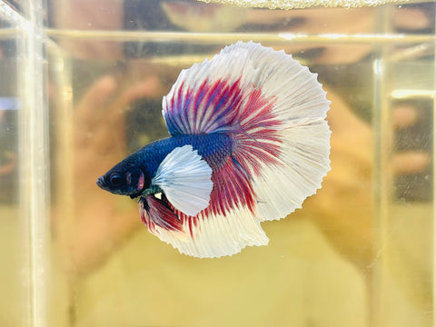 Lavender Dumbo Halfmoon (Male)