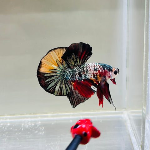 BIG-Tail Copper Fancy Candy (Male)