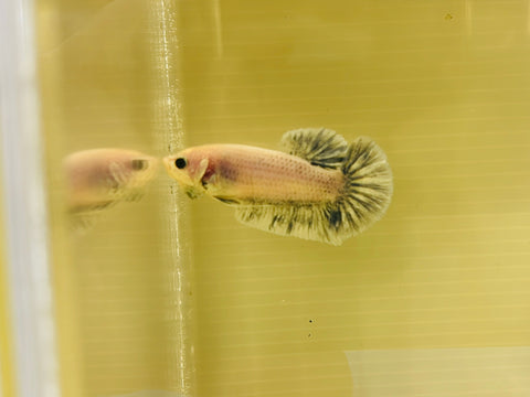 Blue Grizzle (Female)