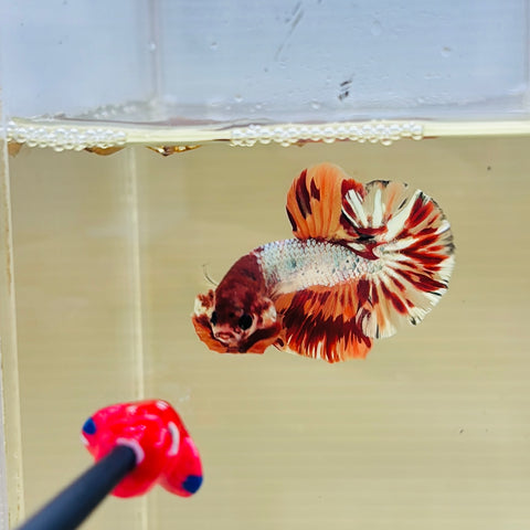 Fire Copper Candy (Male)