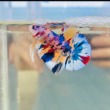Metallic Yellow Multicolour (Male)