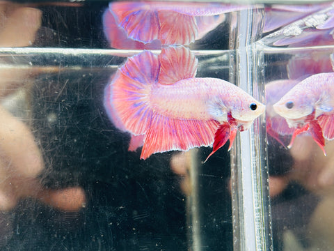 Rare! Pink Plakat (Male)
