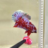 Purple Aurora Galaxy (Male)