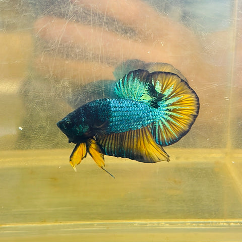 Metallic MG (Male)