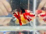 McDonald DTPK (Male)