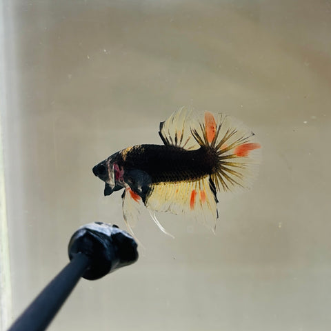 Rare! Black MG Vanda Junior (Male)