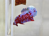 Purple Aurora Galaxy (Male)