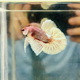 BIG-Tail Platinum Rose Copper (Male)