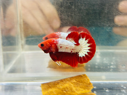 Red Fancy Copper (Male)