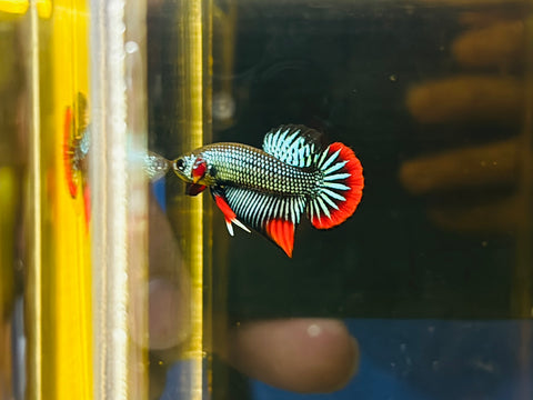 Steel Blue Imbellis (Male)