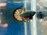 BIG-Tail Metallic Red-Black Copper (Male)