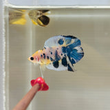 Yellow-Blue Marble Fancy DTPK Junior (Male)