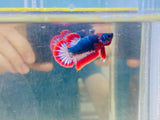 Thai Flag Junior (Male)
