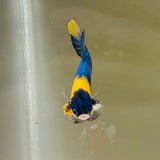 Rare! Yellow Necklace Tancho (Male)