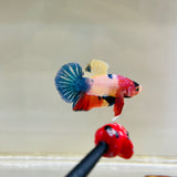 Rare! Colour Palette Junior (Male)