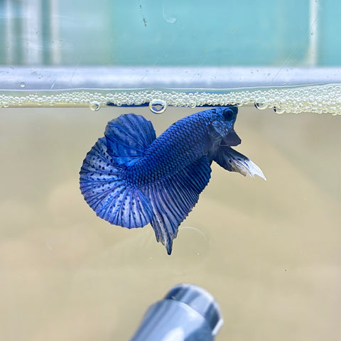 Royal Blue Junior (Male)