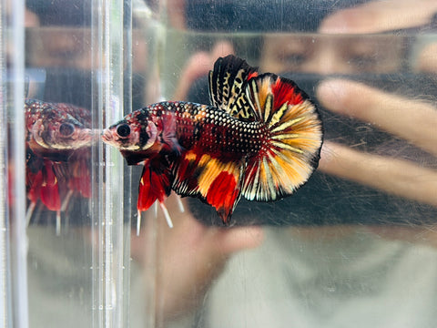 Metallic Gold Copper Candy (Male)