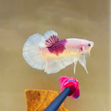 Rare! Lavender-Pink Tancho Snowflake Koi (Male)