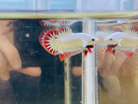 Snow Dragon Junior (Male)