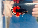 Black Candy Vampire Junior (Male)