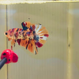 Multicolour Candy Koi (Male)