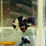 Copper Blackstar Avatar (Male)